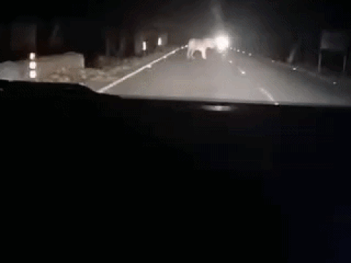 हल्द्वानी- चोरगलियां सड़क पर टाइगर - Dainik Bhaskar