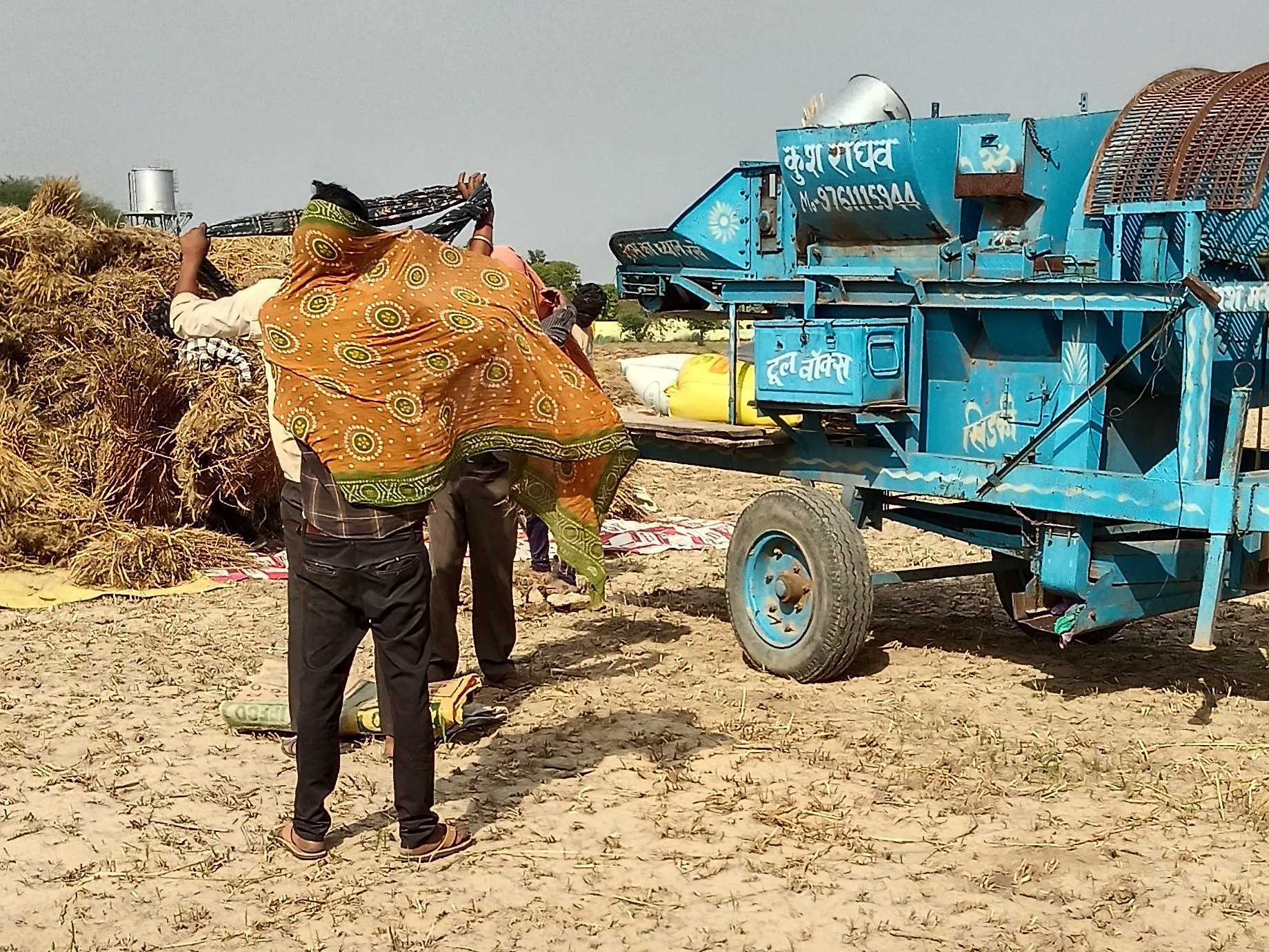 Kakrai Wheat Harvest Gains Pace | Pachhua Winds Bring Smiles To Farmers