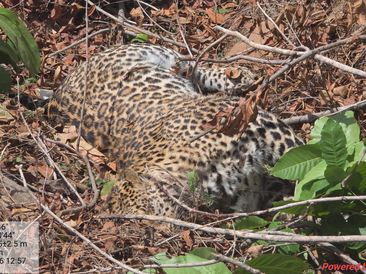 Satna Leopard Death | Accident Probe Begins
