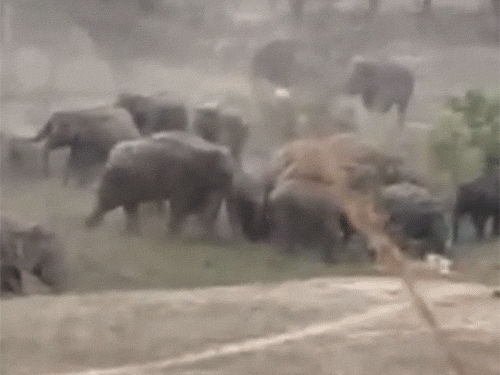 हाथी को जंगल जाने की आवाज लगाने पर हाथी जंगल की ओर चले गए।