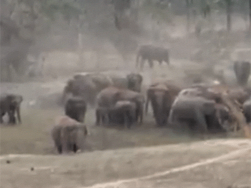 जिले में 123 हाथियों की मौजूदगी।