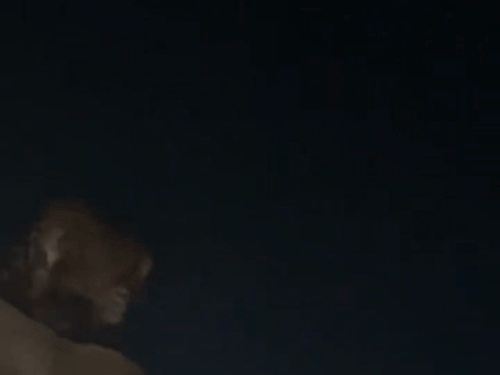 Chandpur Bijnor | Four Leopards Viral VIDEO on Mandi Samiti Wall Creates  Panic