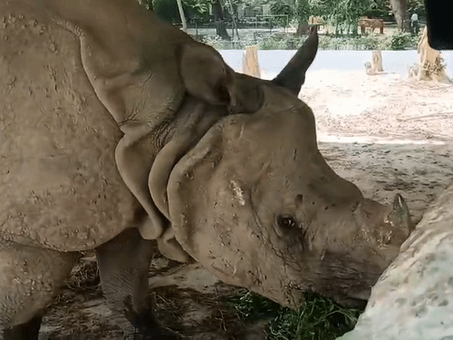 कानपुर चिड़ियाघर में गैंडे के लिए कीचड़ का तालाब बनाया गया है। इससे गैंडों पर मिट्‌टी की परत चिपक जाती है और उन्हें गर्मी से राहत मिलती है।