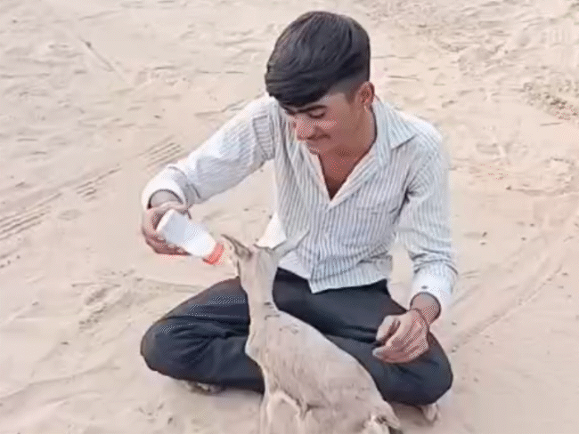 हरणाच्या पिल्लाला बाटलीने दूध पाजणारा शेतकऱ्याचा मोठा मुलगा गिरधारी.