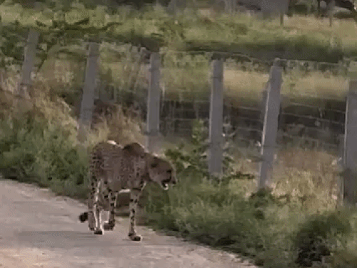 कूनो नेशनल पार्क से चलकर बुधवार देर रात एक चीता रणथंभौर की सीमा में आ गया। - Dainik Bhaskar