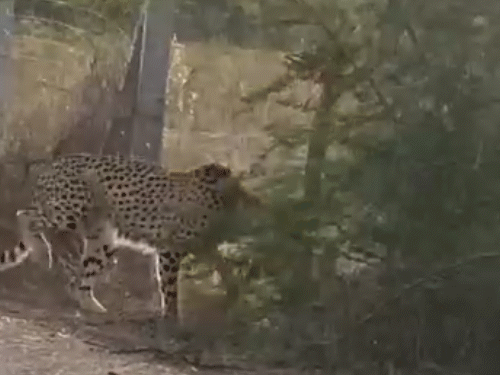 एक खेत में जाने का प्रयास करता चीता केपी-2। 18 दिन पहले भी ये कोटा जिले की सीमा में आया था।