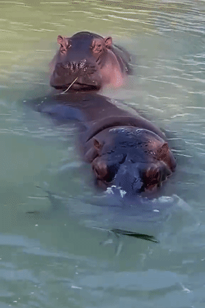 गोरखपुर चिड़ियाघर में दरियाई घोड़े तालाब से निकल ही नहीं रहे। गर्मी में ठंडे पानी का आनंद लेते रहे।