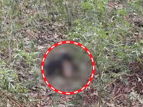 युवक का सिर जलकर जमीन पर गिर गया, जबकि धड़ तारों के बीच फंसा रहा।