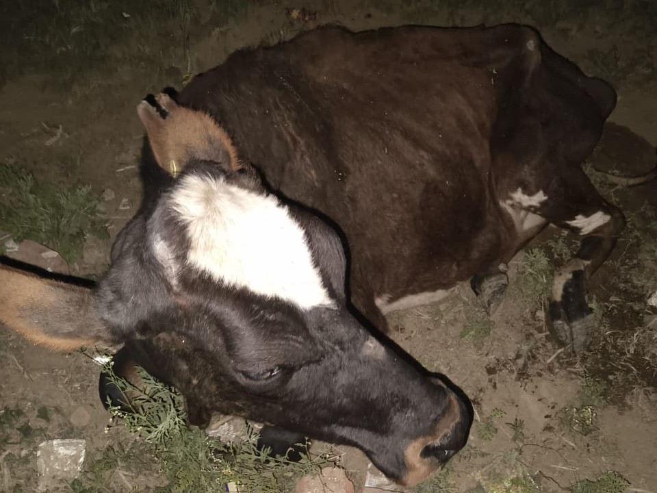 आग से रेस्क्यू की गई गायों को बाहर खुले में छोड़ा गया।