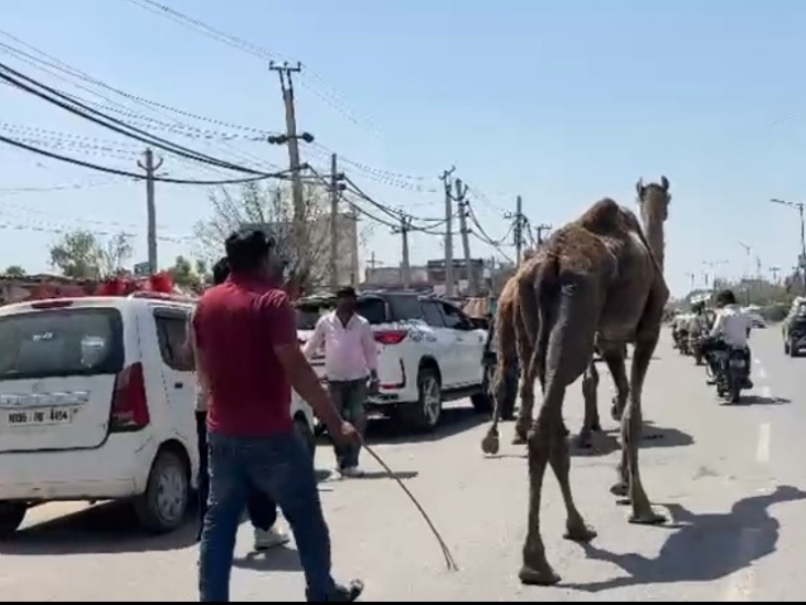 Haryana Police is taking away camels recovered from Salamba in Nuh.