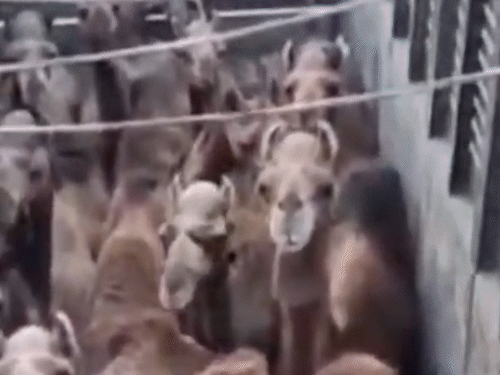 Maukhampura police station of Jaipur Rural district rescued 13 camels on January 10. They were stuffed tightly in the vehicle.