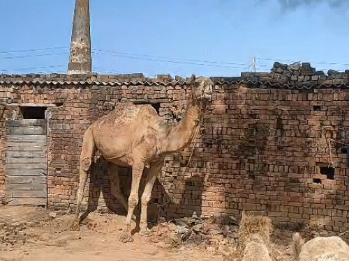 Camels were seen at a brick kiln located in Nayla, Jaipur.