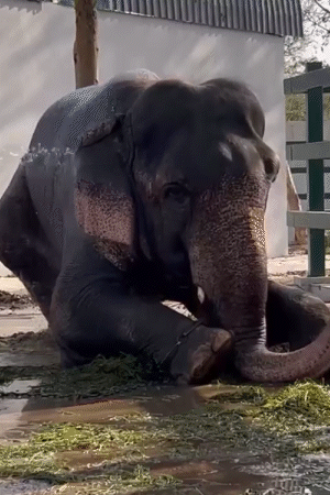 गोरखपुर चिड़ियाघर में भीषण गर्मी के बीच हाथी ‘गंगा प्रसाद’ ने पानी में जमकर मस्ती की। उसे बार-बार नहलाया गया, जिससे उसे गर्मी से राहत मिली।