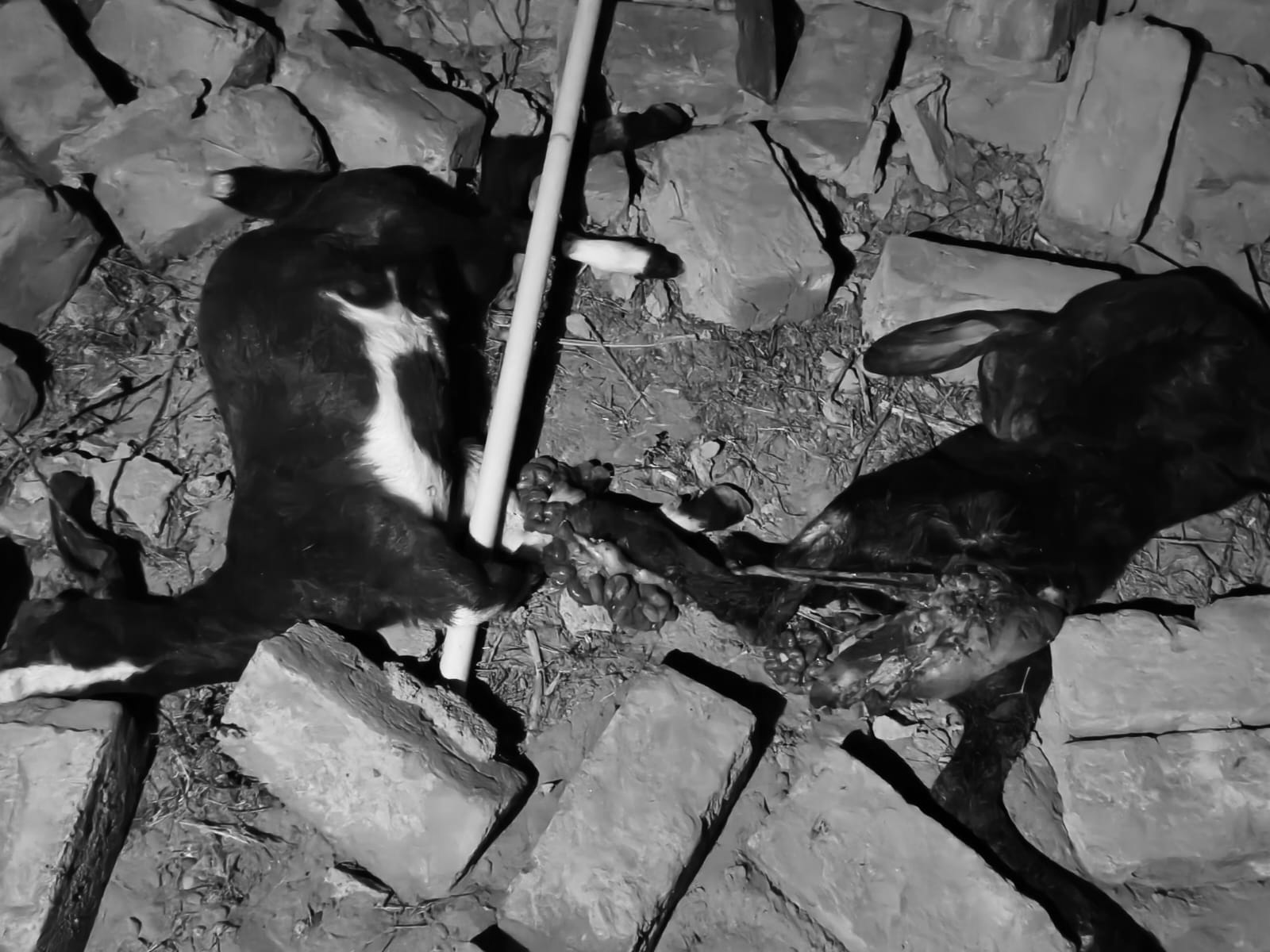 मलबे और आग की चपेट में आने से घर में बंधे 14 मवेशियों की दर्दनाक मौत हो गई।