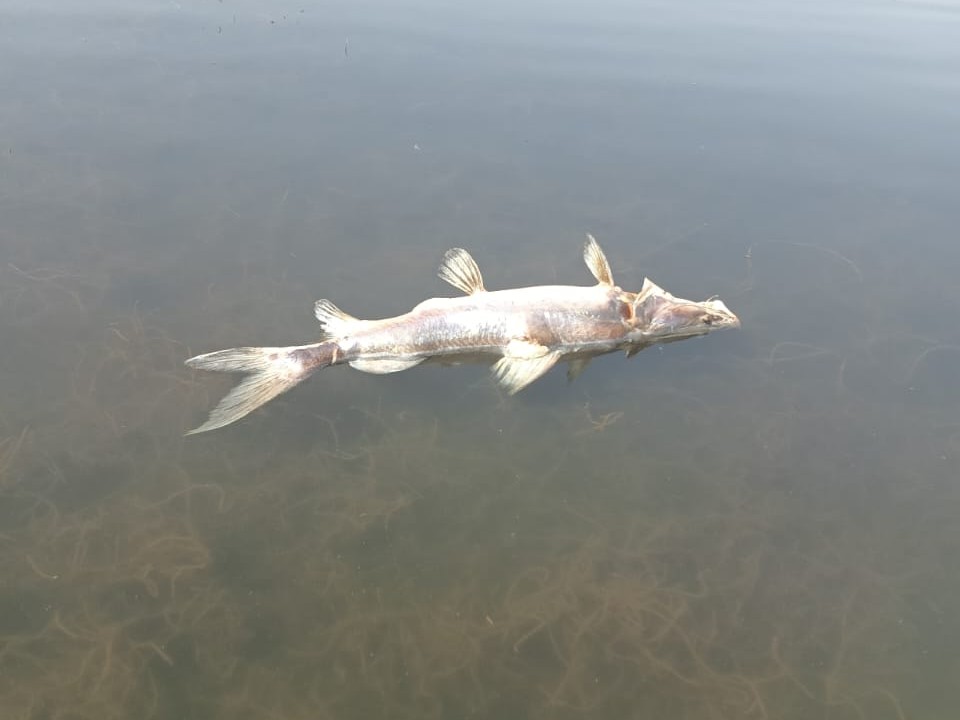 तालाब में मरी मछलियां उतराती दिखी