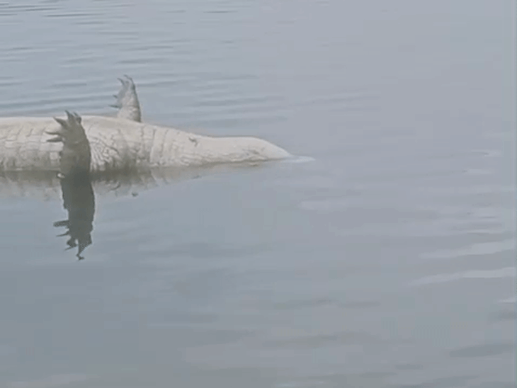 करंट से मगरमच्छ की भी मौत हुई।