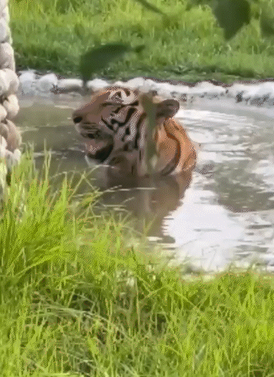 गोरखपुर में तेज धूप और भीषण गर्मी की वजह से चिड़ियाघर में बाघ पानी में बैठा नजर आया। वह घंटों पानी में बैठकर ही दिन गुजार रहा है।