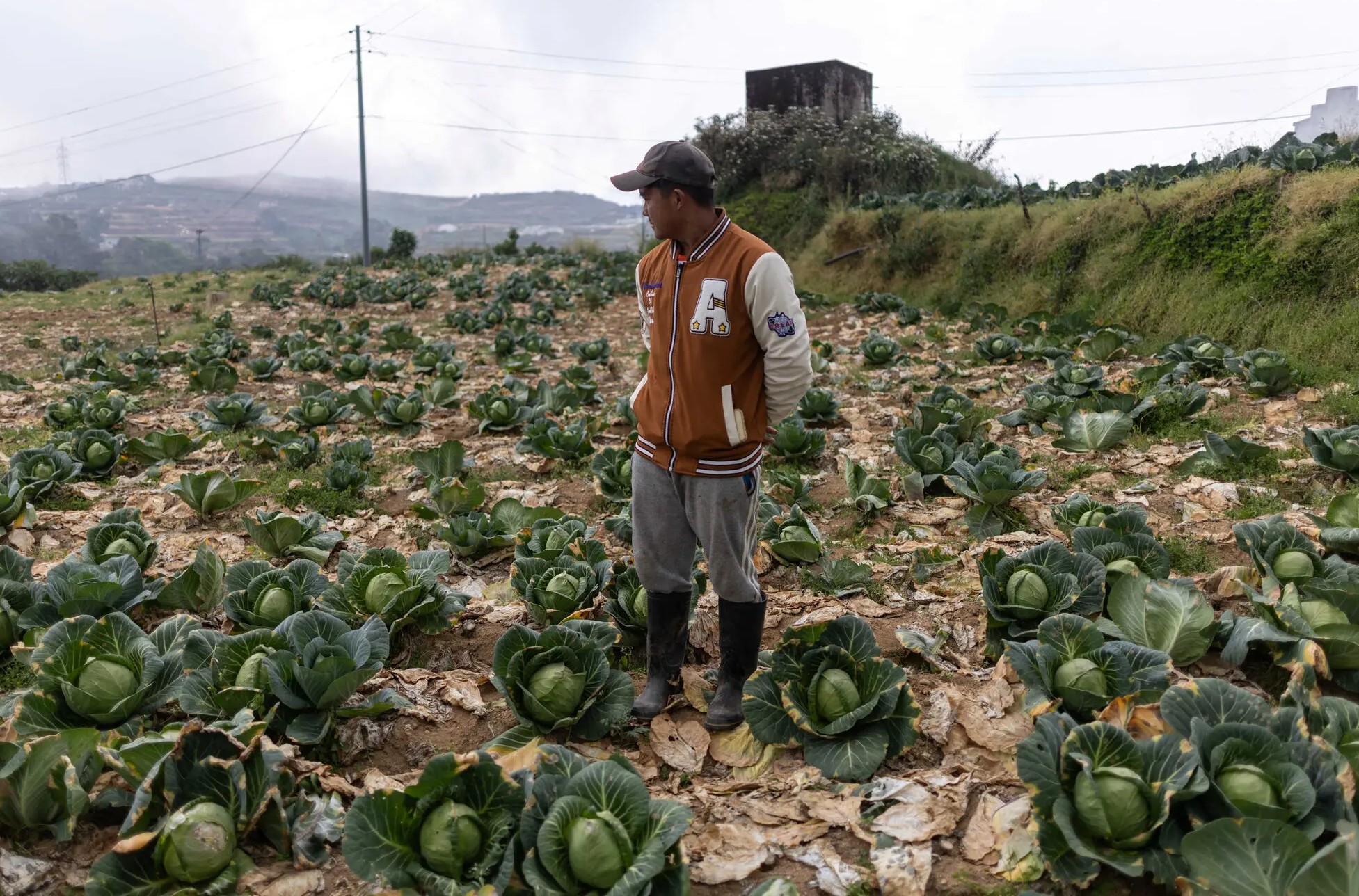 A farmer looking at his cabbage field in Atoc (Philippines). The farmer refused to harvest the crop. He says it is better to let the crop rot in the field than sell it at a loss due to rising fuel costs for delivery. The picture is from March.