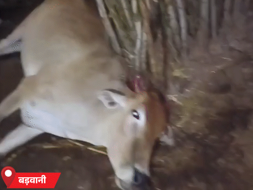 बड़वानी में आकाशीय बिजली गिरने से दो बैलों की मौत हो गई।