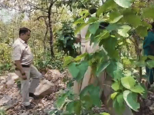 महिला ने नशे में बेटे को मार डाला था फिर शव को जंगल में ही फेंक दिया था।