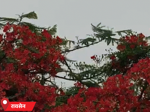 रायसेन में बादल के साथ हवा चल रही है।