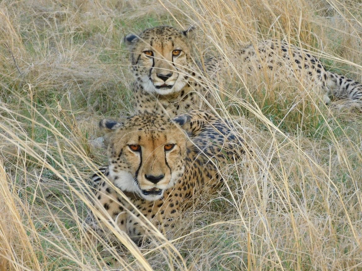 गांधी सागर चीता प्रोजेक्ट