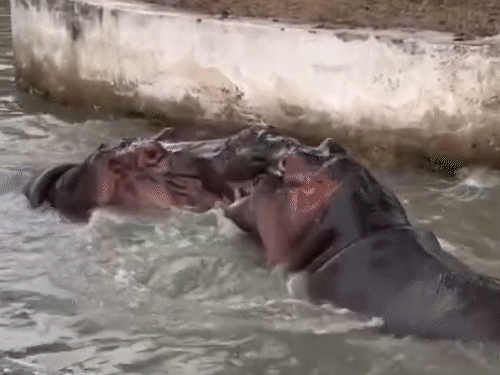 गोरखपुर चिड़ियाघर में भीषण गर्मी के चलते दो दरियाई घोड़े पानी में मस्ती करते दिखे।