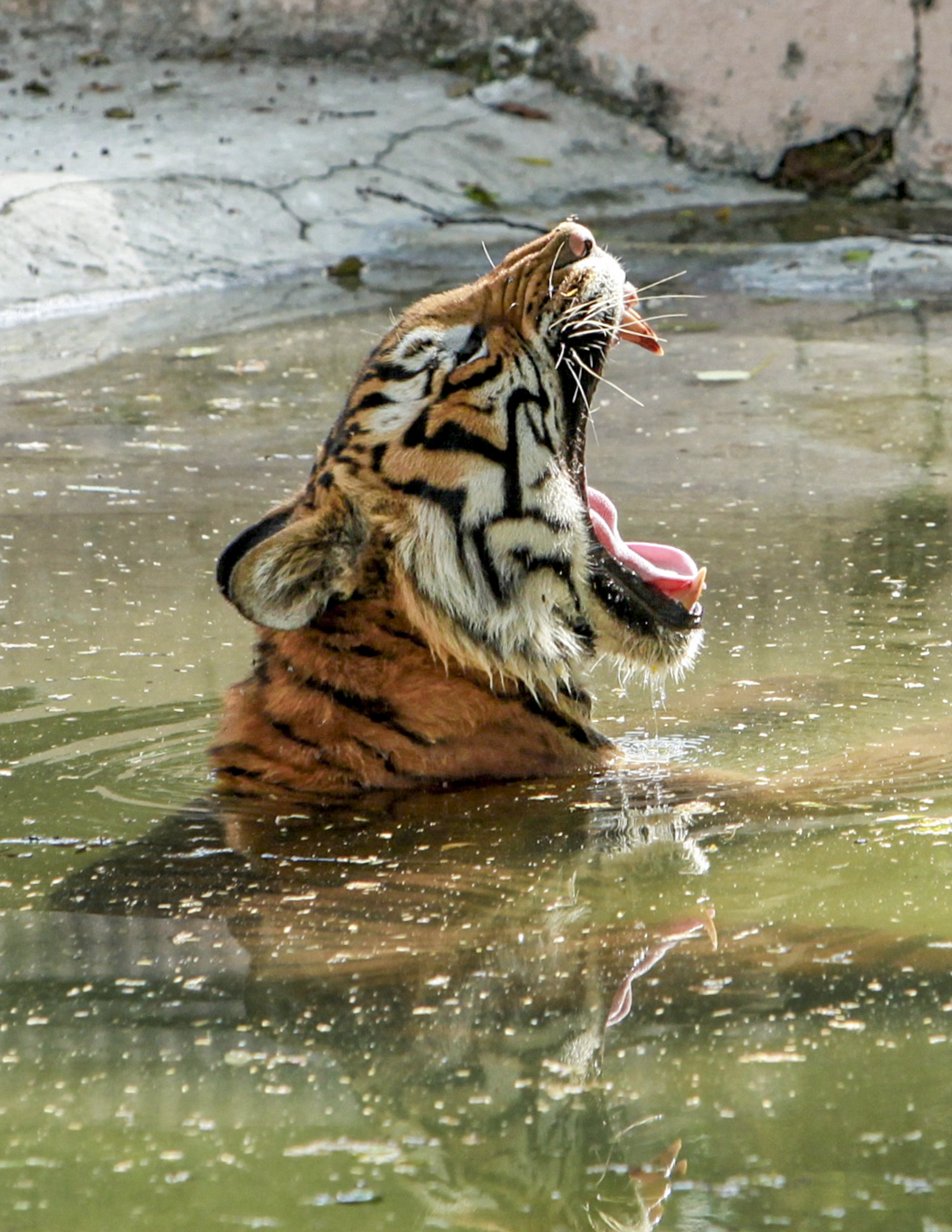 दिल्ली के नेशनल जूलॉजिकल पार्क में तालाब में गर्मी मिटाता एक बाघ। दिल्ली में सोमवार को पारा 39 डिग्री पर पहुंच गया है।