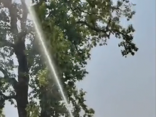 तोता पेड़ पर बैठा, नीचे उतारने के लिए फायर ब्रिगेड ने पानी की तेज बौछारें डाली।