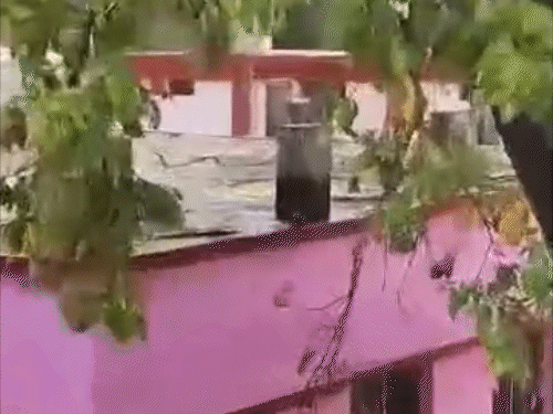 पानी की बौछार डालने के बाद तोता नीचे उतरा।