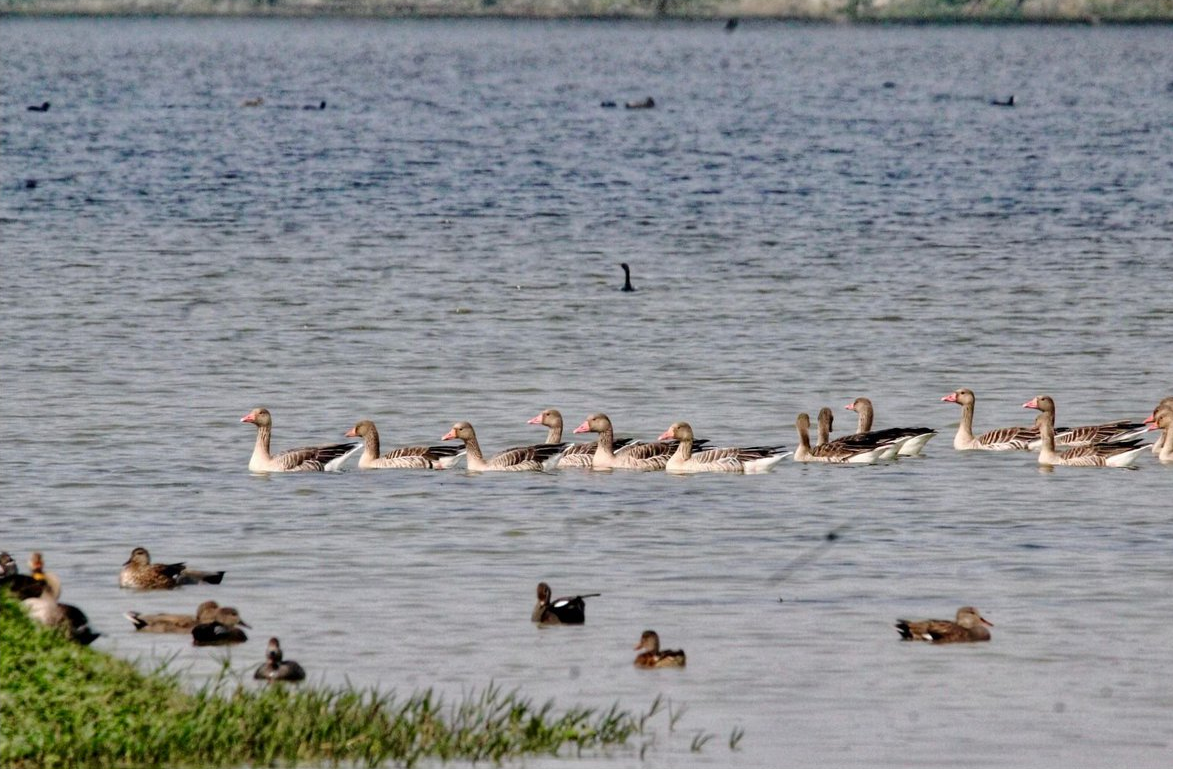 रामसर के तहत सभी रामसर साइटें इंटरनेशनल लेवल पर दुर्लभ प्रजातियों को संरक्षित करने के लिए काम करती हैं।