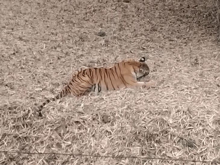 वन विहार के टाइगर्स के लिए भी असलम का परिवार मांस सप्लाई करता है।