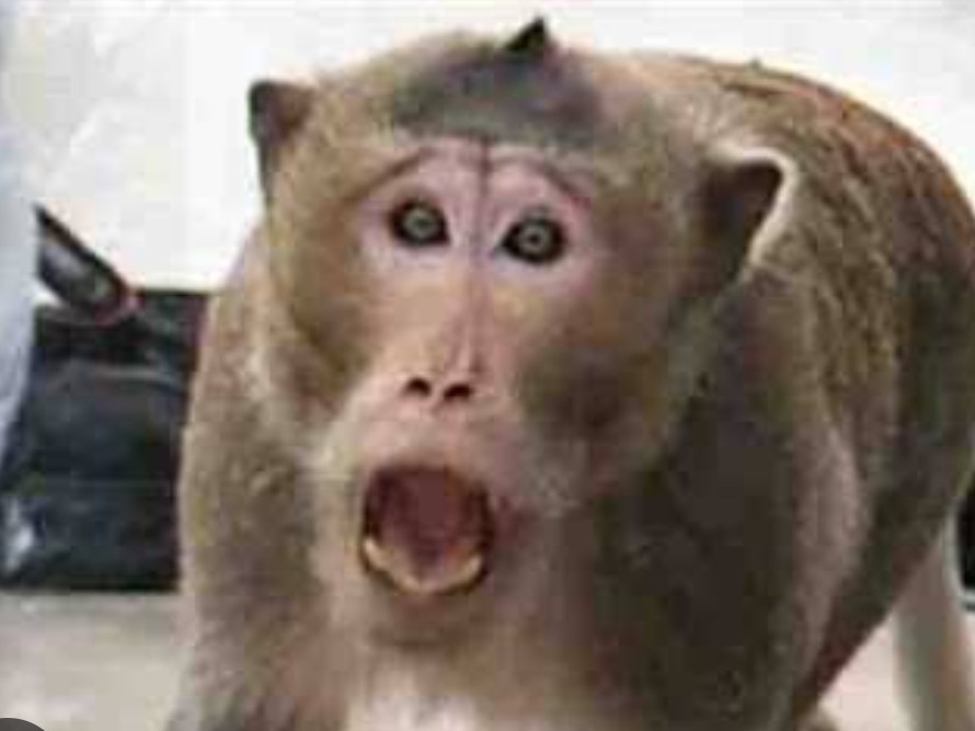 Rampur SDM Orders Municipal Council Action on Rising Monkey Attacks