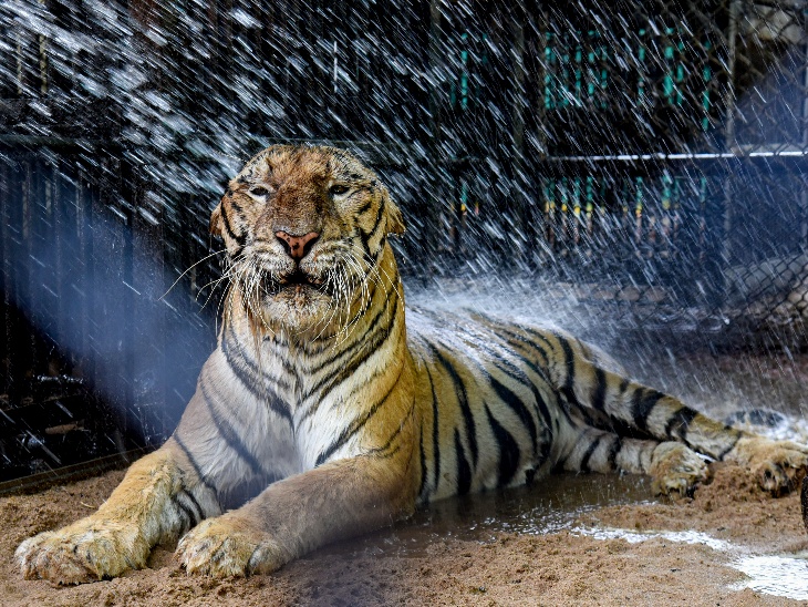 हैदराबाद के नेहरू जूलॉजिकल पार्क में बाघ को शॉवर देकर गर्मी से राहत दी गई।
