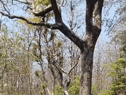 Uttarakhand Forest Fire Formula | 50K Trees Cut Proposal to Center
