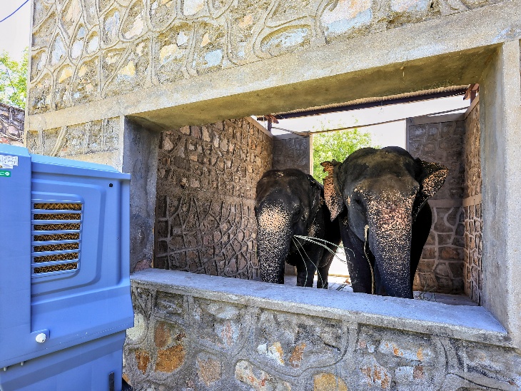 जयपुर के हाथी गांव में हाथियों के कमरे में कूलर लगाया गया है।