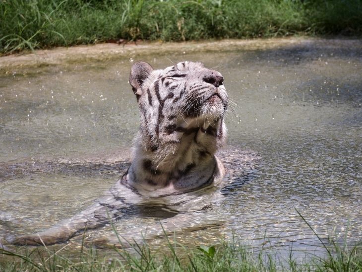 गुजरात के सूरत में सरथाना नेचर पार्क मेंअपने बाड़े में व्हाइट टाइगर पानी में बैठा हुआ।