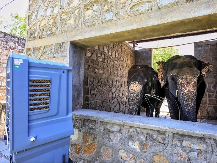 जयपुर के एलीफेंट विलेज में हाथियों को गर्मी से राहत देने के लिए बाड़े के अंदर कूलर लगाया गया है।
