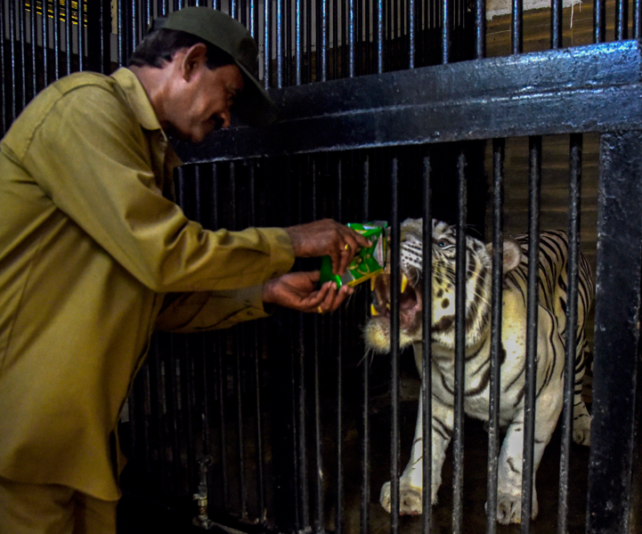 हैदराबाद के नेहरू जूलॉजिकल पार्क में गर्मी से बचाने के लिए बाघ को ग्लूकोज दिया गया।