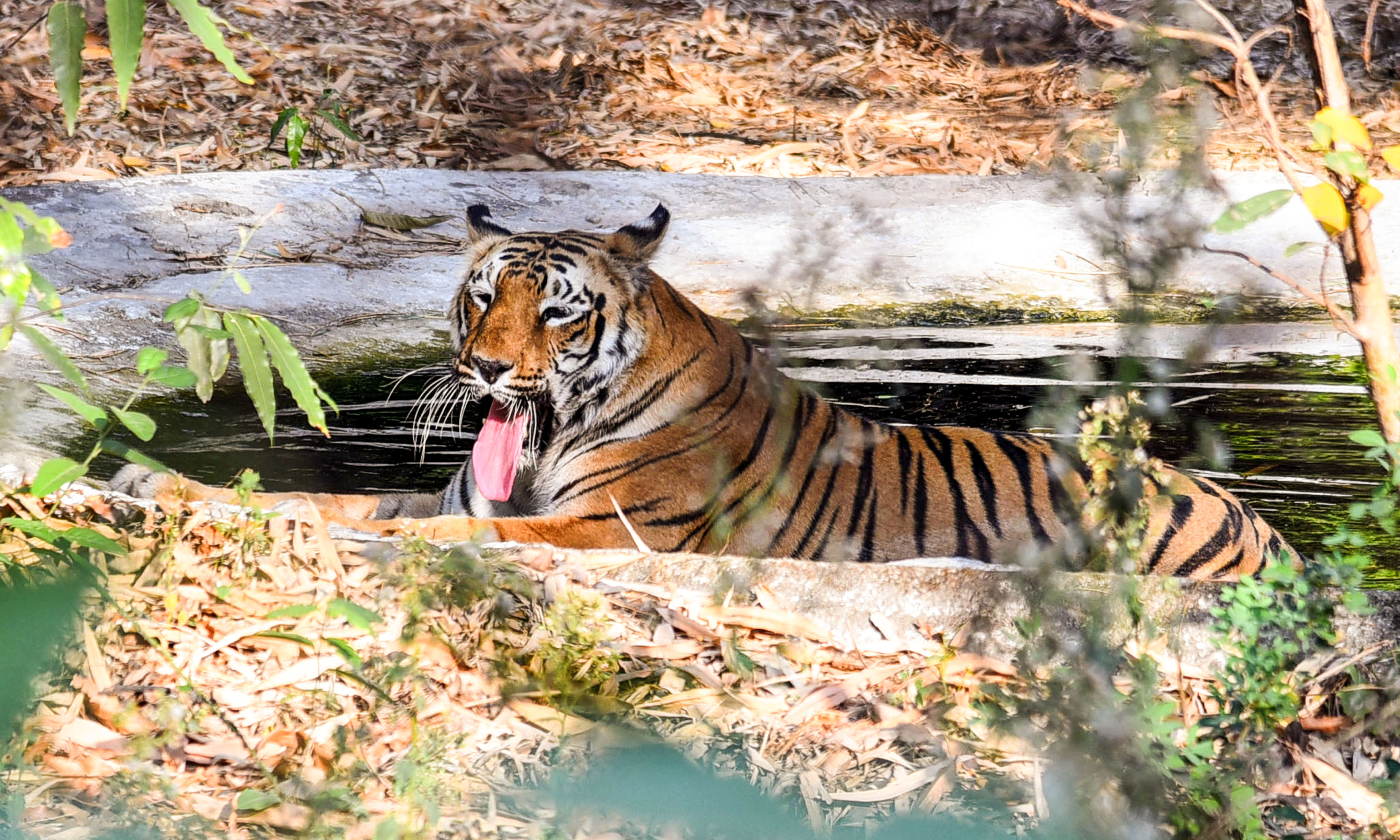 नागपुर के महाराज बाग चिड़ियाघर में, गर्मी से बचने के लिए एक बाघ पानी के तालाब में आराम कर रहा है। यहां पारा 40°C से ऊपर पहुंच गया है।