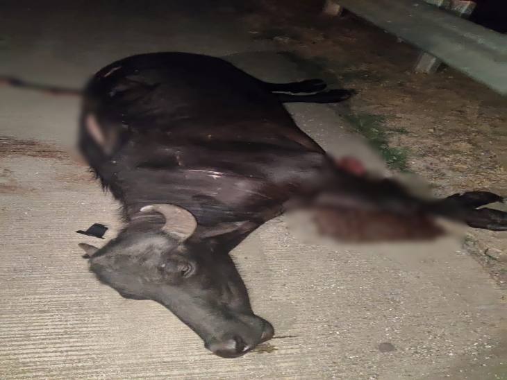 जिस मवेशी से कार टकराई थी उसकी की भी मौत हो गई।