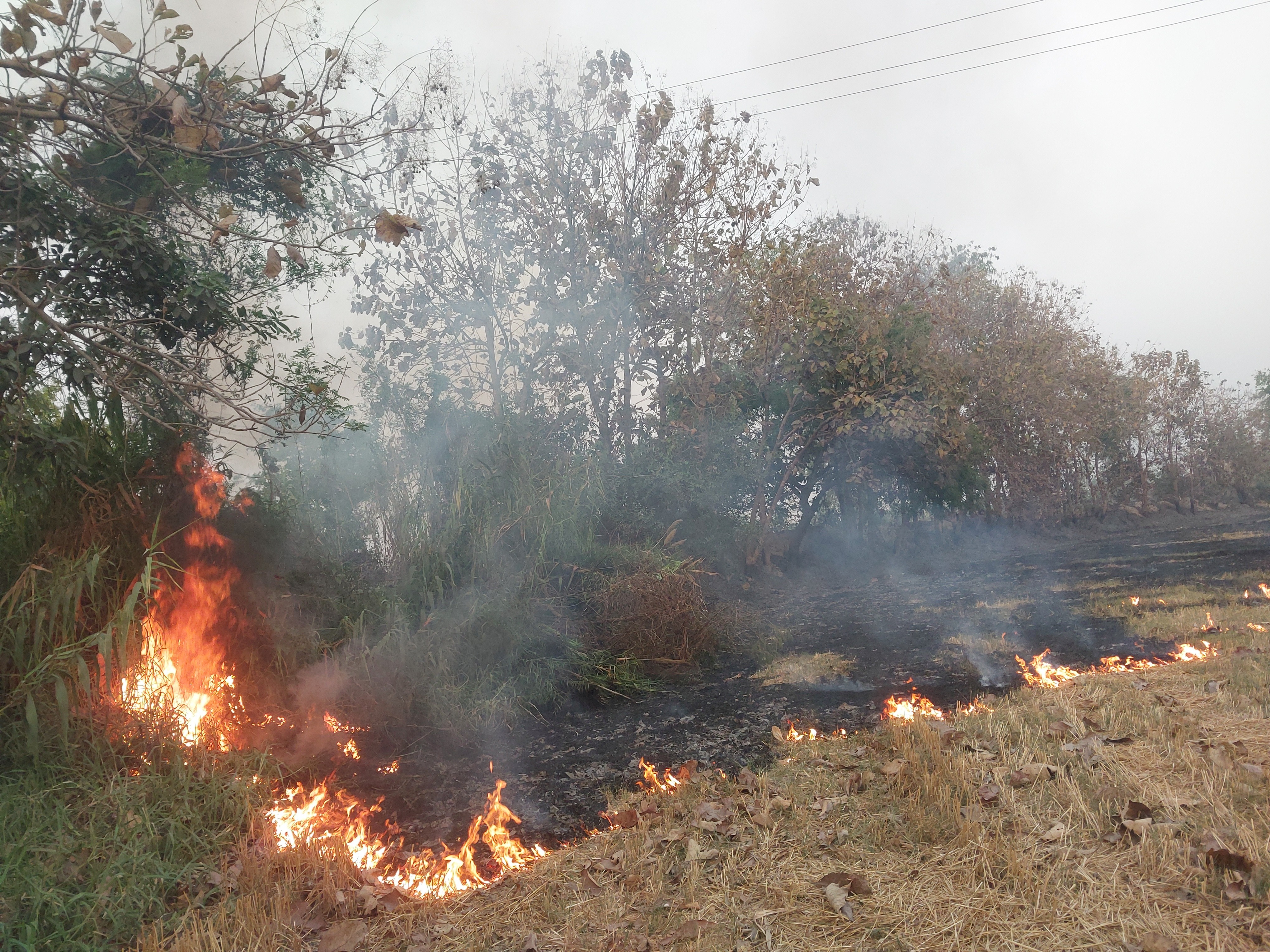Ghazipur Mongari Fire: Wheat Stalks & Trees Burned | Canal Side Blaze
