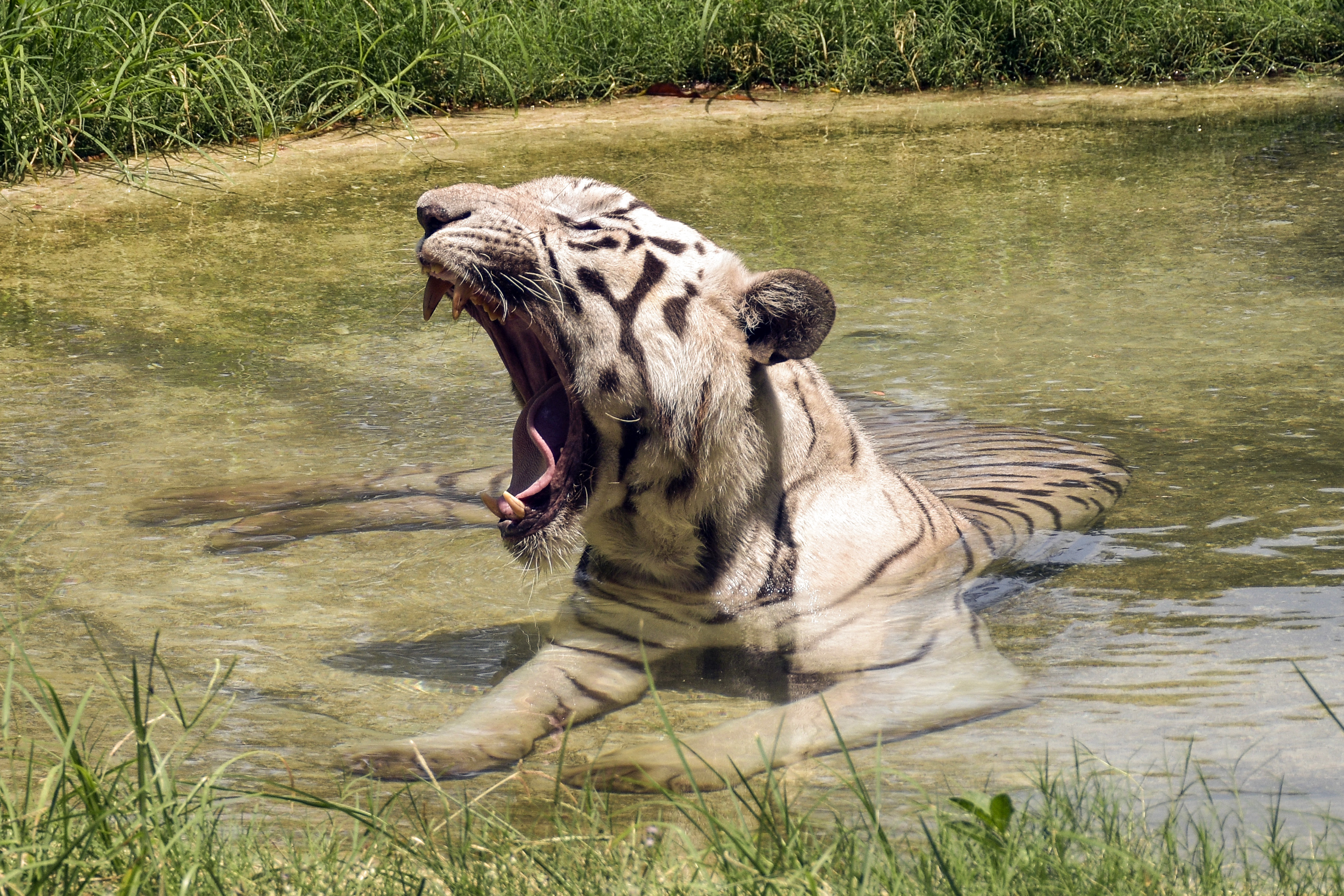 सूरत के सरथाना नेचुरल पार्क में तालाब में गर्मी मिटाता बाघ।
