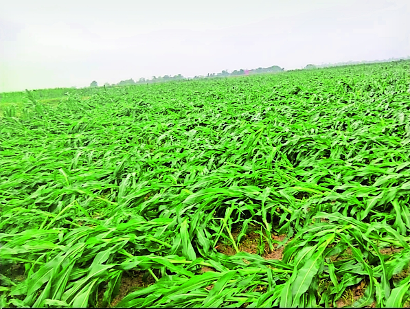 Storm, rain and hailstorm caused damage to crops on 38,000 hectares of ...