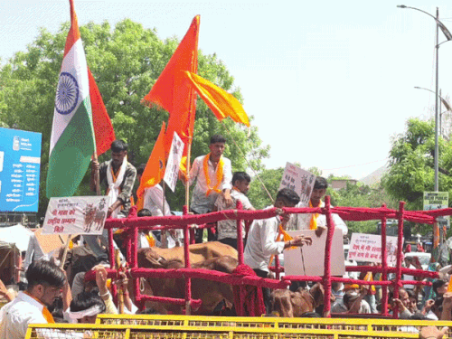 अजमेर में गोवंश लेकर रैली में पहुंचे लोग। सरकार के खिलाफ नाराजगी जताई गई।