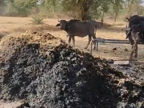 टामटिया गांव में सोमवार सुबह से सन्नाटा है। यहां जगह-जगह आगजनी के निशान दिख रहे हैं।