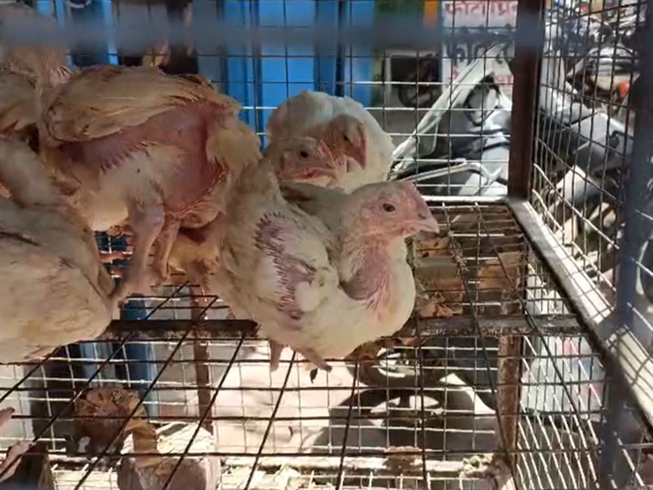 Patna Team Report to Animal Husbandry Dept; Bird Flu Confirmed in Bihar