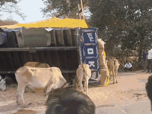 टवेरा और ट्रैक्टर-ट्रॉली की टक्कर में 5 लोगों की मौत हो गई।