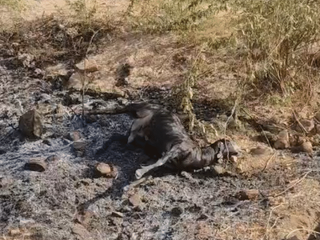 आगजनी में मवेशी भी मारे गए।