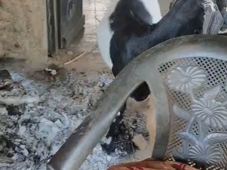 लोग भागे तो अपने मवेशियों को घर में ही छोड़ गए। इनके लिए अब न पानी है न चारा बचा है।